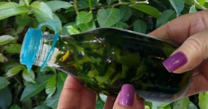 Molhos: Azeite com Ora-Pro-Nobis envolve curtir as folhas e fica pronto para ser usado em saladas, pães, arrozes e carnes